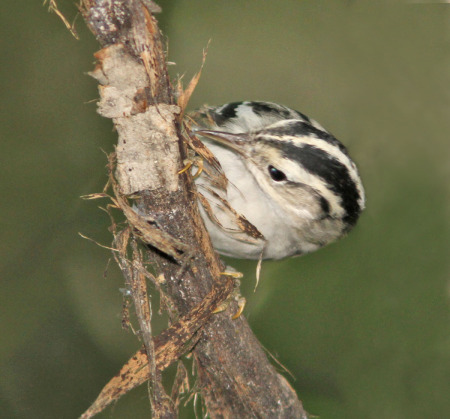 black-and-white warbler female sm 3 .jpg