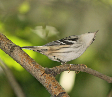 black-and-white warbler female sm 5 .jpg