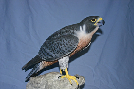 peregrin falcon.jpg