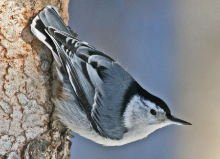 white breasted nuthatch clssic pose 3.jpg