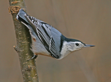 white-breasted nuthatch classic pose.jpg