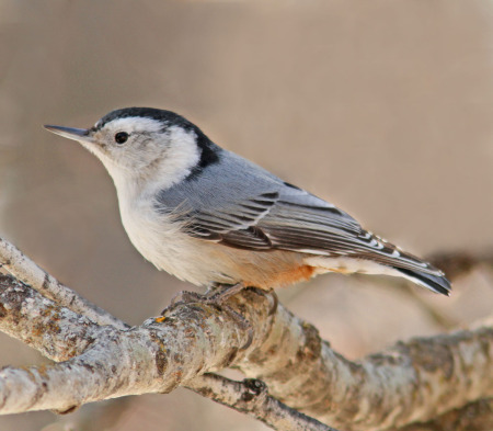white-breasted nuthatch sm 2 .jpg